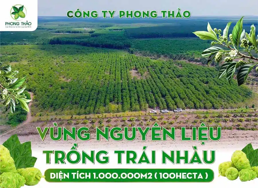 Vung nguyen lieu trong trai nhau 100 hecta